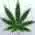 pot leaf