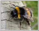 Bumble Bee