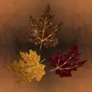 Three autumn leaves