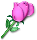 rose
