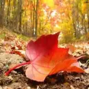 Background - Orange Leaf