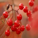 Background - Cherries