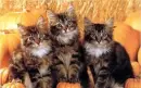 Background - Cats - Autumn