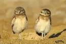 Duet- Owl