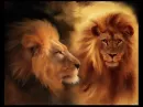 Lion (lion)