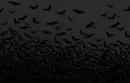bats