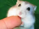 Nummy Nummy