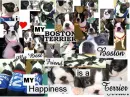 bostonterrier