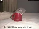 Mocha Late'