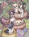 CHIHUAHUA BACKGROUND
