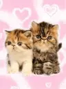 2 kittens - background