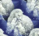 Winter Polar bear & cubs - background - xmas