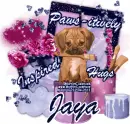 Jaya