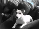 cute dog