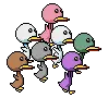  Ducks