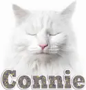 What Cat-Connie
