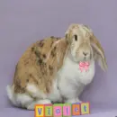Violet