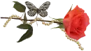 Rose - Butterfly