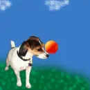 Circus Dog