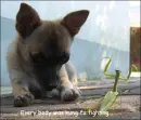 Kung Fu Fighting