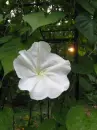Moonflower Vine
