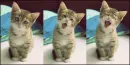 Kitty 