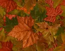 Autumn leaves tiled background