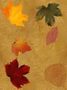 COLOR LEAVES BACKGROUNDS