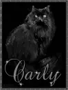 Black Cat - Carly