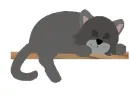 Cat on Shelf