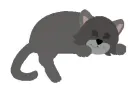 Sleeping Cat