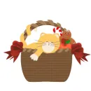 Cat in a Basket