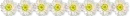 Divider -Flowers
