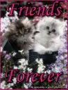 Friends Forever