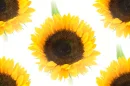 Sunflower tiled background