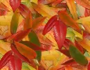 fall leaves tiled background