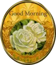 Good Morning Gold and Yellow Roses