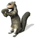 Squirrel