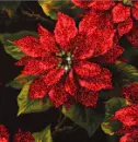 Poinsettia