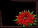 Poinsettia