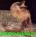 lizard 