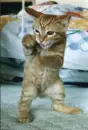 cute kitty