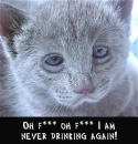 hungover cat