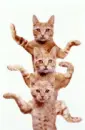 dancing cats