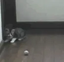 jumping cat