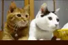 Funny Kitten