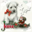 CUTE PUPPY - JANE