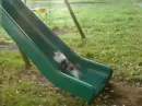 Cat tries to run up slide