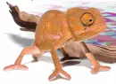 Chameleon