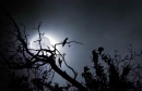 Dark Forest Moon